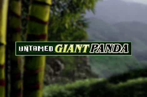 Untamed Giant Panda Slot by Microgaming