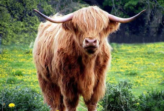 A yak standing in a field of yellow flowers.