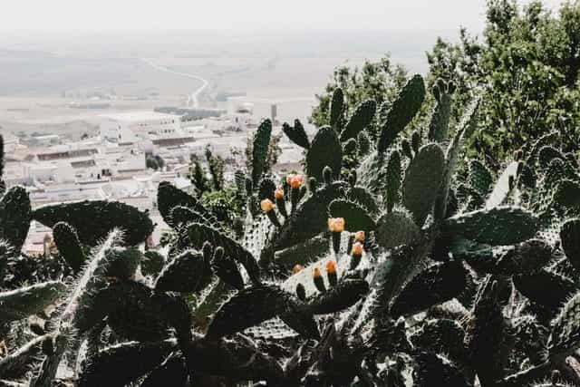 A cluster of cacti overlook a dusty village in Medina-Sidonia, Spain.