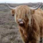 A Scottish highland cow.