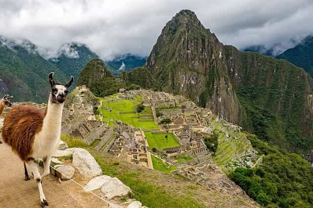 Llama close to Machu Picchu