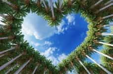 Palm trees have converged to make a love-heart appear in the sky.