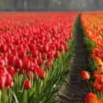 Amsterdam Tulip Fields.