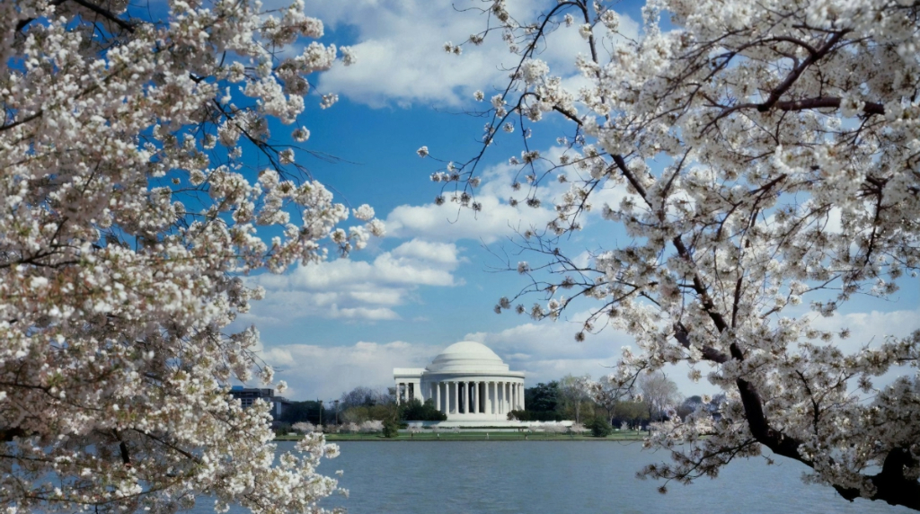 Jefferson Memorial across the tidal basin framed by cherry blossoms.