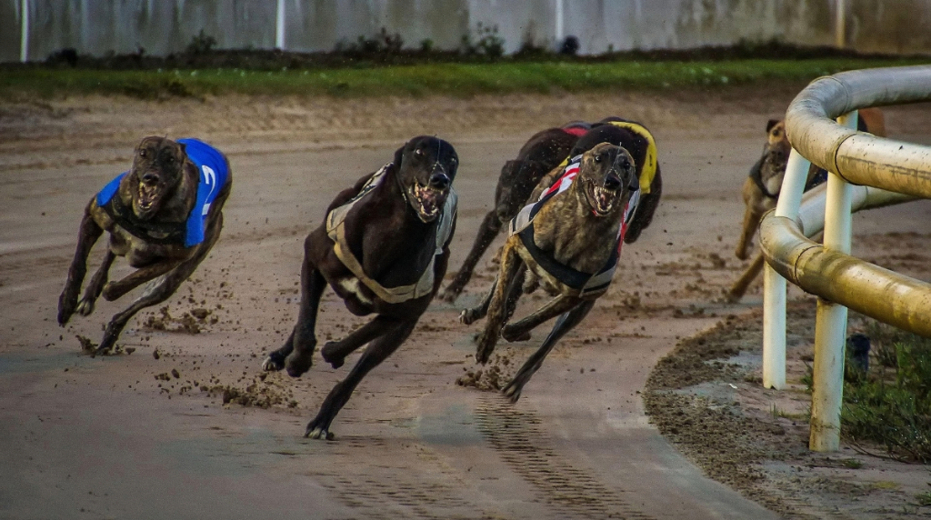 Greyhounds Taking Part in a Race