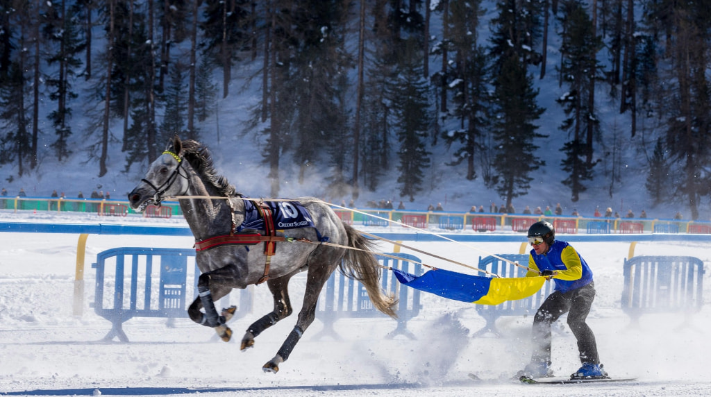 A Stunning Grey Horse Seen in Skijoring Action in St. Moritz.